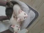 Prachtige lieve kittens, Dieren en Toebehoren, Poes