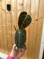 Philodendron melanochrysum stekken | kamperplant | stekjes, Huis en Inrichting, Ophalen of Verzenden, Overige soorten, Minder dan 100 cm