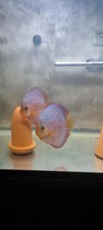 Discus vissen mooi bewezen koppel discus leopard eruption, Dieren en Toebehoren, Vissen | Aquariumvissen