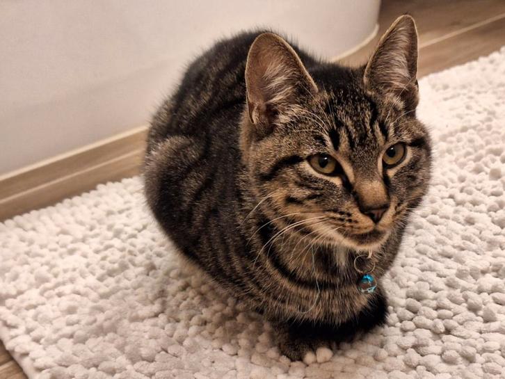 Schattige Europese korthaar, Dieren en Toebehoren, Katten en Kittens | Overige Katten, Kater