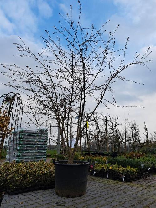 Meerstammige malus floribunda sierappel, Tuin en Terras, Planten | Bomen, Overige soorten, 250 tot 400 cm, Halfschaduw, Lente