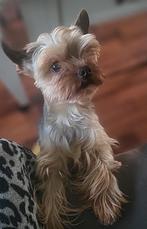 Yorkshire Terriër met FCI stamboom, Dieren en Toebehoren, Honden | Jack Russells en Terriërs, Meerdere, Meerdere dieren, 3 tot 5 jaar