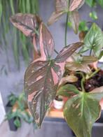 syngonium pink splash, Huis en Inrichting, Kamerplanten, Overige soorten, Minder dan 100 cm, Ophalen of Verzenden, Halfschaduw
