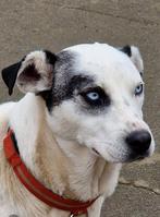 Mooie meisje met blauwe ogen zoekt huis., Dieren en Toebehoren, Honden | Niet-rashonden, Rabiës (hondsdolheid), 1 tot 2 jaar, Teef