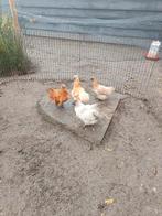 Gratis usa zijdehoende haan, Dieren en Toebehoren, Pluimvee, Mannelijk, Kip