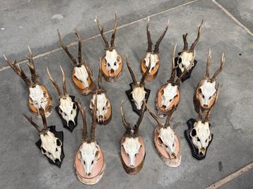 15 schedeltjes met gewei op houten schild beschikbaar voor biedingen