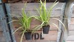 Carex morrowii icedance ice dance bonte zegge in p9 pot, Ophalen, Vaste plant, Siergrassen, Halfschaduw