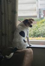Lieve boerenfox reu, Jack Russell Terriër, Reu, 1 tot 2 jaar, Eén hond