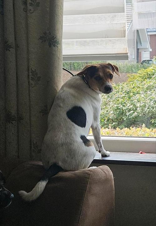 Lieve boerenfox reu, Dieren en Toebehoren, Honden | Jack Russells en Terriërs, Reu, Jack Russell Terriër, Particulier, Eén hond