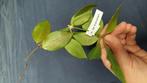 Hoya sp molukken stekken, Ophalen of Verzenden, Halfschaduw, Minder dan 100 cm