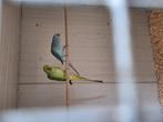 Koppel halsbandparkieten, Dieren en Toebehoren, Vogels | Parkieten en Papegaaien, Meerdere dieren, Parkiet