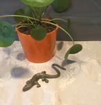 Koperen salamander, Ophalen of Verzenden