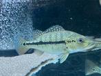 Cichla Intermedia, Dieren en Toebehoren, Vissen | Aquariumvissen, Vis