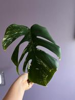 Monstera variegata stek 3, Ophalen, Overige soorten, Minder dan 100 cm
