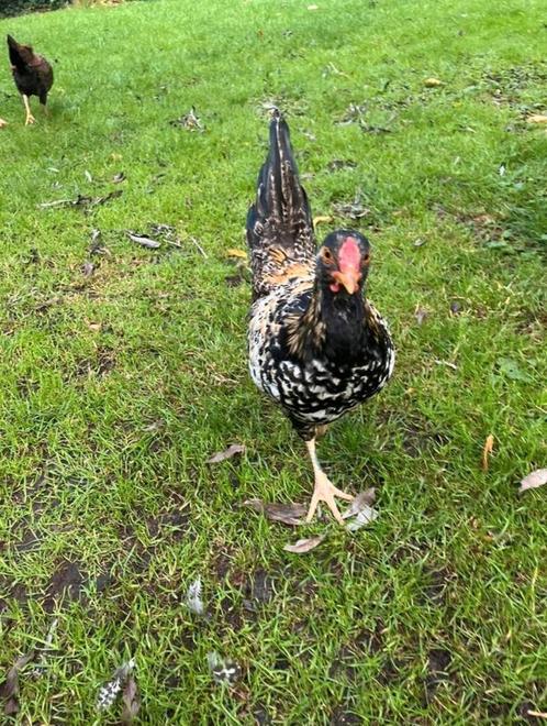 Help deze haan(en) aan een thuis, Dieren en Toebehoren, Pluimvee, Kip, Mannelijk
