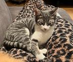 Kat kitten poes Mickey VERMIST, Dieren en Toebehoren, Katten en Kittens | Overige Katten
