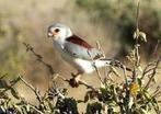 GEZOCHT: Afrikaanse Dwergvalk (Polihierax semitorquatus), Dieren en Toebehoren, Vogels | Overige Vogels, Vrouwelijk, Roofvogel