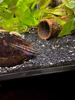 Cicliden (kersenbuik), Vis