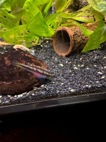 Cicliden (kersenbuik) beschikbaar voor biedingen