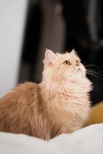 Poes Mimi & Kat Louis & Neakasa M1 Robot Kattenbak beschikbaar voor biedingen