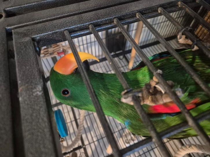 Tamme edelpapegaai, Dieren en Toebehoren, Vogels | Parkieten en Papegaaien, Papegaai, Mannelijk, Tam