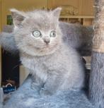 Lieve britse korthaar kittens, Meerdere dieren, Ontwormd, 0 tot 2 jaar