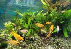 Molly's, Dieren en Toebehoren, Vissen | Aquariumvissen, Vis, Zoetwatervis