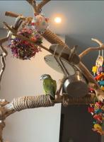 Jonge bonteboer 6 maanden, Dieren en Toebehoren, Mannelijk, Dwergpapegaai of Agapornis, Geringd