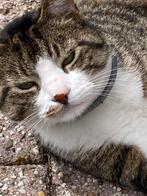 Lieve kater zoekt een nieuw thuis, Kater, Kortharig, 6 jaar of ouder