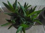 28 cm hoog aloe vera  vetplant 2 stuks met bloempot bruin, Ophalen, Vetplant, Halfschaduw, In pot