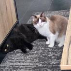 2 jonge poezen Raggcoons, Dieren en Toebehoren, Katten en Kittens | Raskatten | Langhaar, Poes, Gechipt, 0 tot 2 jaar