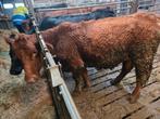Red Angus koe, Vrouwelijk