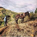 super muildier groot, gereden en betuigd, Merrie, Recreatiepaard, Met stamboom, 7 tot 10 jaar