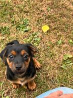 Te koop jackrussel pups black and tan laagbenig, Dieren en Toebehoren, Korthaar, Teef, Dwerg, Eén hond