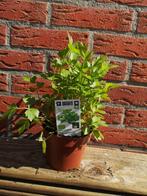 Biologische Maggiplant (lavas), Ophalen, Volle zon, Zomer, Groenteplanten