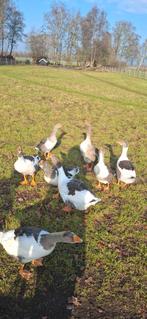 Twentse landgans, Meerdere dieren, Gans of Zwaan