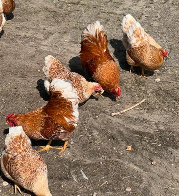Broedeieren wyandotte geel wit gezoomd Kriel beschikbaar voor biedingen