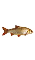 5  goudwinde vissen +/_ 25 cm  tegen elk aannemelijk bod, Dieren en Toebehoren, Vissen | Vijvervissen, Baars of Goudwinde