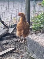 9 wkn oud haantje. Buff orphington x bruine legkip, Meerdere dieren, Kip