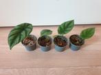 Baby alocasia sinuata populaire kamerplantjes, Huis en Inrichting, Overige soorten, In pot, Minder dan 100 cm, Groene kamerplant