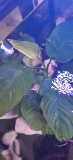 Aquarium plant ruilen tegen vissen, Dieren en Toebehoren, Vis