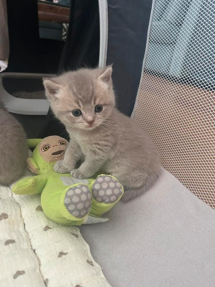 Raszuiver Lilac British korthaar, Dieren en Toebehoren, Katten en Kittens | Raskatten | Korthaar, Meerdere dieren, Ontwormd