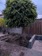 Laatste kans Acasia boompjes zo goed als uitgegraven, Tuin en Terras, Ophalen, Volle zon, Overige soorten, Minder dan 100 cm