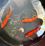 Goudzeelten (doktersvis), Karper of Koi