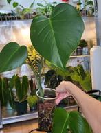 Monstera deliciosa, Ophalen of Verzenden, Overige soorten, Minder dan 100 cm