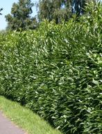 **ACTIE** Prunus laur. Caucasica, laurier, Ophalen of Verzenden, Laurier, Struik, Minder dan 100 cm