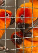 5 zonparkieten / zon parkiet, Dieren en Toebehoren, Vogels | Parkieten en Papegaaien, Meerdere dieren, Parkiet, Geringd