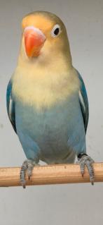 Mooie yellowface turquoise violet/dilute fischeri, Dieren en Toebehoren, Geslacht onbekend, Dwergpapegaai of Agapornis, Geringd