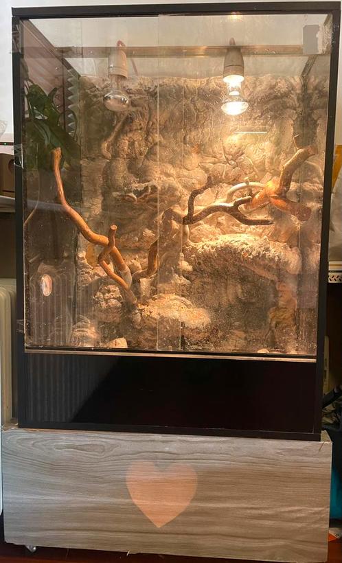 Terrarium, Dieren en Toebehoren, Reptielen en Amfibieën | Toebehoren, Terrarium of Paludarium, Ophalen