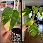 Monstera variegata aurea stek, Ophalen, Overige soorten, Minder dan 100 cm
